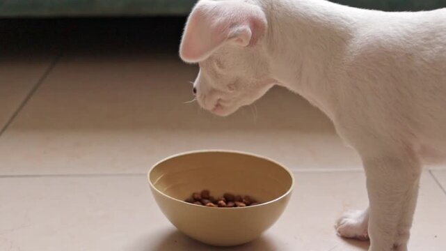 White hungry white pinscher puppy kibble from bowl