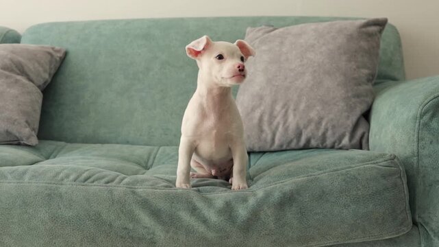 Playful white pinscher puppy jumping on a green sofa