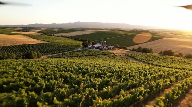 Aerial view of a rural farm surrounded by vast green vineyards