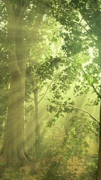Sunlight filters through the leaves of tall trees in a forest. The light creates a warm atmosphere as it shines on the ground. This scene shows nature in the morning.