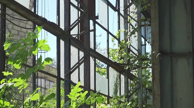 Green foliage thrives within an industrial glass structure, highlighting nature's resilience. Ideal for themes of urban decay or environmental storytelling.