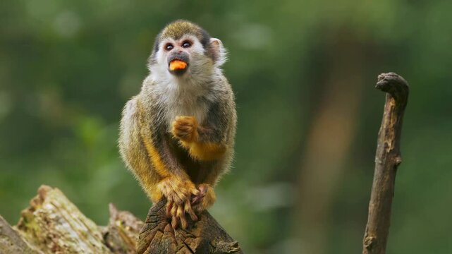 Cute squirrel monkey eating fruit on tree branch outdoors