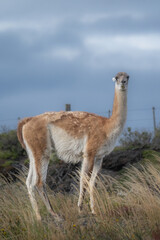 Guanaco stdiing in a field - Pastagonia © Hans