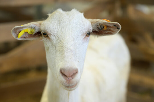White Young Goat In Livestock Pen