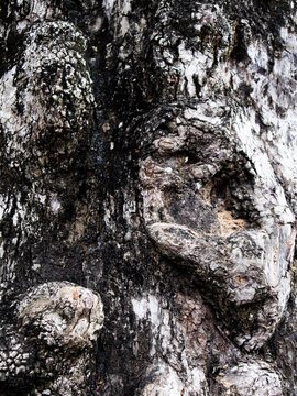 Tamarindus indica tree bark texture. Large, evergreen tree native to Africa, widely grown in tropical climates for its dense shade and edible, tangy fruit.
