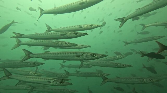 Underwater school of chevron barracuda fish swimming in green ocean. Scuba divers exploring marine life with a large group of tropical fish b-roll.