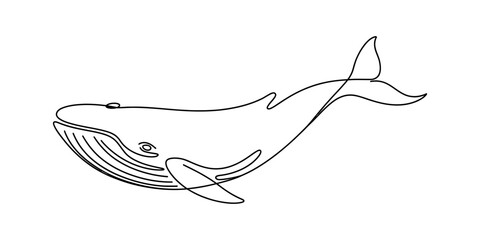 Minimalist continuous line art drawing of a large humpback whale swimming gracefully showing the simple elegant silhouette of a majestic ocean animal Vector, illustration © Raj Creator