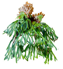 Staghorn Fern Plant PNG Isolated on Transparent Background © ryan