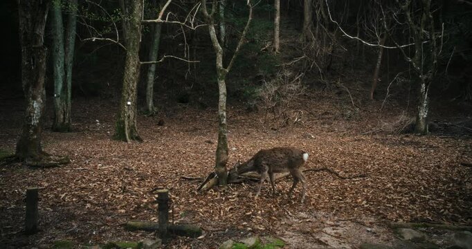 Sika Deer Walking Through Leaf-Covered Forest Floor In Japan - Wide, Tracking Shot