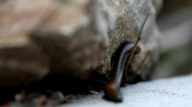 Diplopoda - Millipede