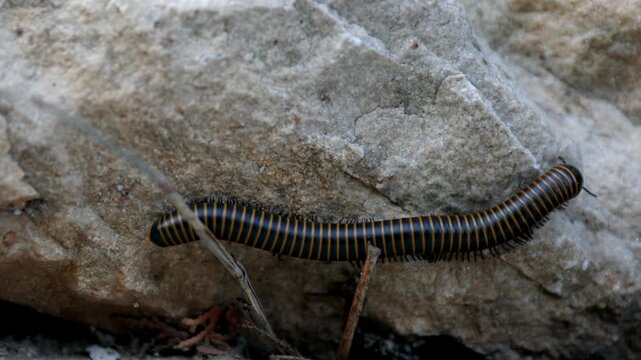 Diplopoda - Millipede