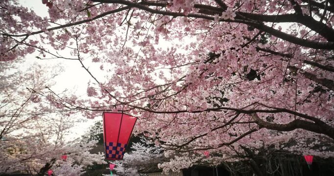 Cherry Blossom Tree With Red Lantern In Hiroshima, Japan - Slow Motion