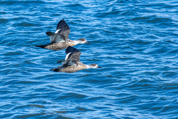 Obraz premium Crested ducks in flight Chile