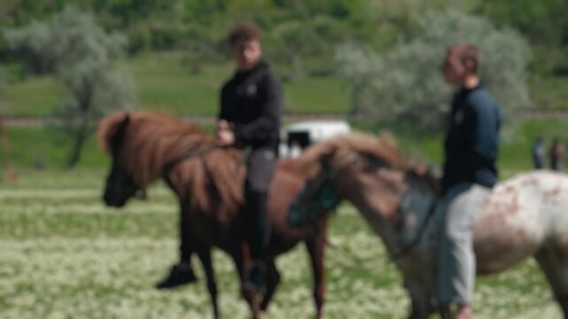 Two young men riding beautiful Icelandic horses in a lush green meadow full of white flowers. Leisurely equestrian activity enjoying the springtime scenery and the companionship of animals
