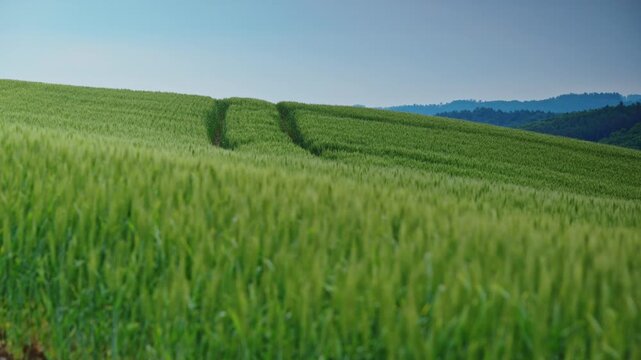 Green wheat fields with tractor tracks running across rolling hills in Biei, Hokkaido, Japan. A peaceful agricultural landscape representing farming and rural life.
