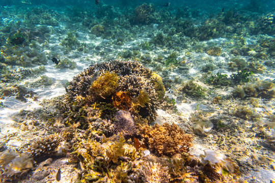 Fish, corals and anemone under the Clear Water at The Coast of Kelor Island, in Komodo National Park, Labuan Bajo, Flores, Indonesia