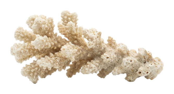 Textured White Coral Branch Isolated PNG Element