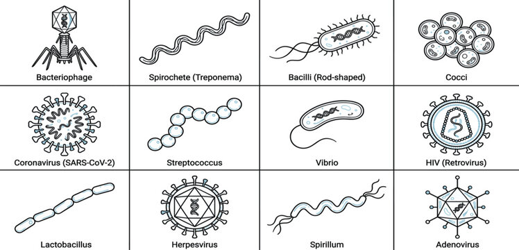 Microbiology Virus and Bacteria Shape Icon Set with Coronavirus, Bacteriophage, HIV, Herpes, Cocci, Bacilli, and Spirillum Line Art Symbols for Science Education Diagrams