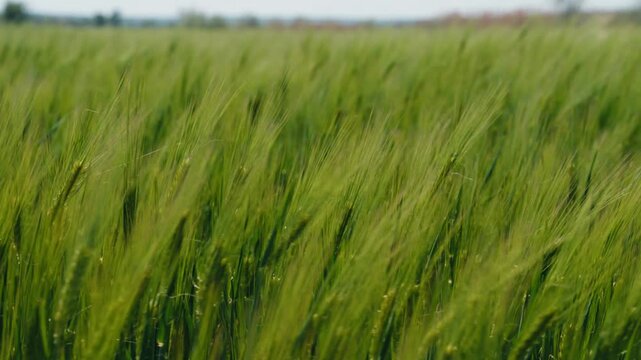 Beautiful green wheat field swaying in the wind on a sunny spring day. Lush agricultural landscape showing cereal cultivation, symbolizing growth, nature's beauty, and the harvest season