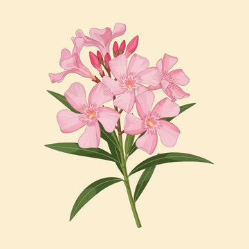 Botanical vector illustration of pink oleander flowers on a branch with long green leaves and buds, isolated on a cream background. Nerium oleander floral drawing and design.