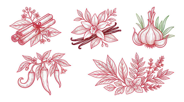 Culinary herbs and spices sketch set with garlic vanilla and cinnamon