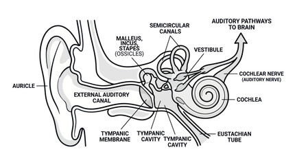 Human ear anatomy diagram with labeled auditory structures © ades