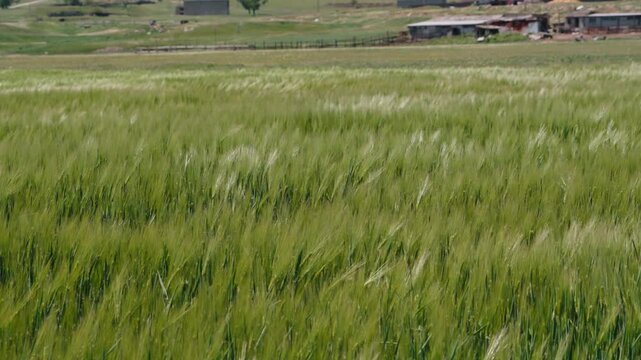 Unripe green barley stalks gently swaying in the breeze, creating flowing waves across a vast agricultural field with a rustic farm visible in the serene rural background