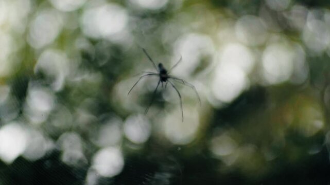 Close-up of a large black golden orb-weaver spider waiting patiently on its silken web with a beautiful natural green bokeh background, slowly going out of focus until it disappears