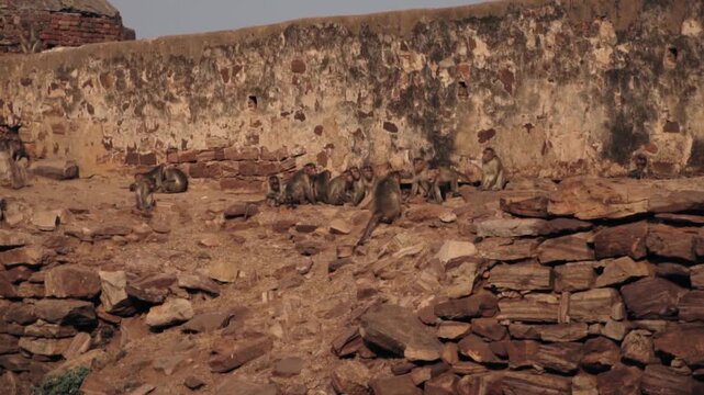 Large family of rhesus macaque monkeys sitting together and grooming on the weathered stone ruins of an ancient indian building, peacefully interacting with each other in their natural habitat