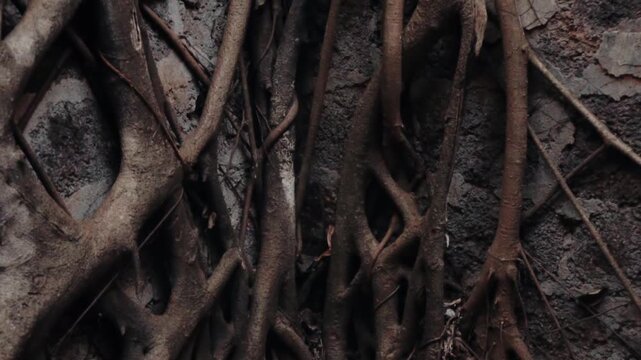 Gnarled and tangled brown roots of an ancient banyan tree slowly growing over the surface of a weathered and rugged stone wall, creating a natural abstract pattern with a mysterious feeling