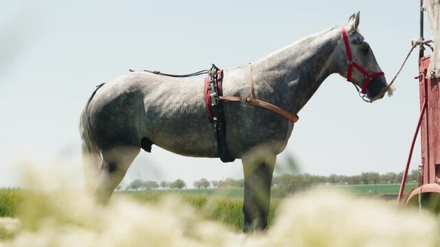 Graceful dapple gray horse wearing a harness and red bridle, patiently waiting while tied to a farm implement in a beautiful green field on a sunny day with wildflowers in the foreground