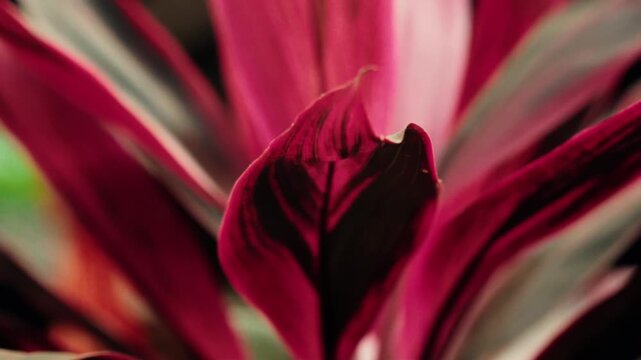 Vibrant magenta leaves of a Cordyline fruticosa plant swaying gently in a botanical garden, with a shallow depth of field creating a beautiful, soft, and colorful natural background