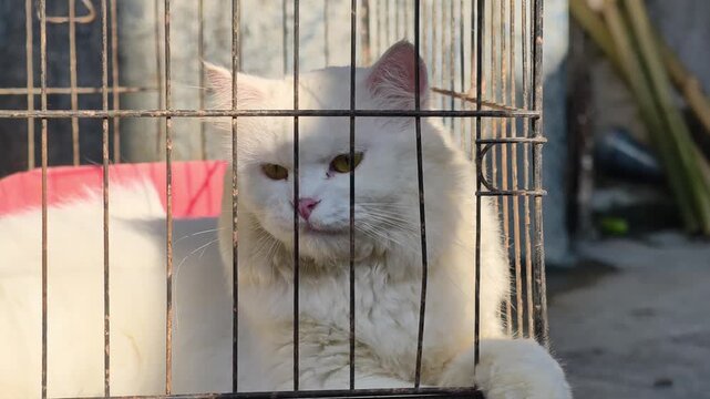 Cinematic video footage of a beautiful fluffy white persian cat sitting inside a wire cage looking around and yawning in warm sunlight, pet shelter and adoption concept clip