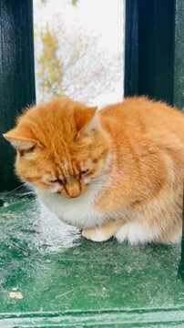 Stray ginger cat sitting inside historic Zehra Kiran metallic fountain at Eyup Sultan in Istanbul, Turkey. Funny pet behavior, golden horn bay background, traditional local culture and lifestyle.