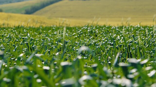 Fresh green wheat crops waving in the gentle breeze on a sunny day with rolling hills in the background, showcasing the beauty of the agricultural landscape and sustainable farming