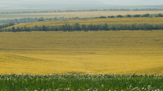 Gorgeous panoramic view of agricultural land with vibrant yellow rapeseed and green crops covering the rolling hills, showcasing the beauty of the countryside and the concept of sustainable farming