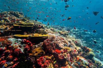 Pristine coral reef at Batu Bolong in Komodo National Park, Indonesia © Tatiana Kashko