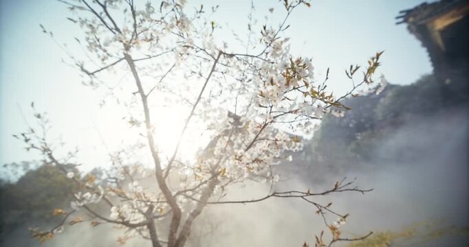 Cherry Blossom Tree in Morning Mist In Hiroshima, Japan - Cinematic Slow Motion Backwards