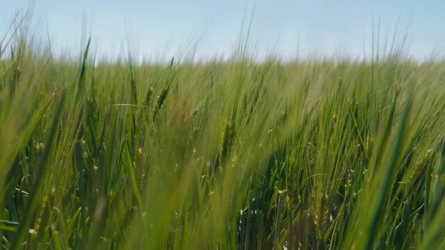 Close-up of a beautiful green wheat field swaying in a gentle breeze under a clear blue sky. Young cereal crops growing in the fertile farmland during a sunny spring day in the countryside