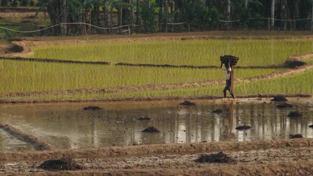 Daily life of a hardworking farmer carrying a heavy basket on his head while walking through a beautiful, green terraced rice paddy during the planting season in a rural landscape