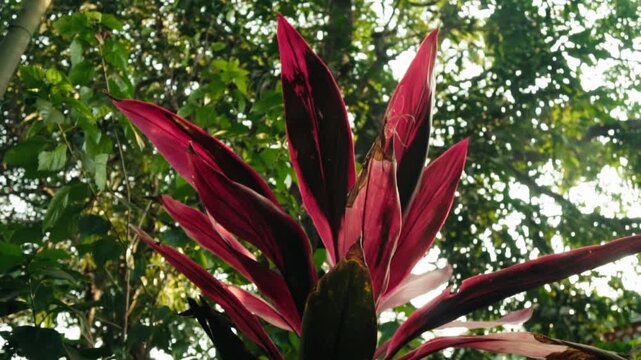 Dramatic low-angle view of a tropical ti plant, its vivid magenta and deep purple leaves gently moving in the breeze against a backdrop of sun-dappled green jungle foliage