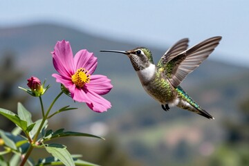 Fototapeta premium A hummingbird is flying near a pink flower