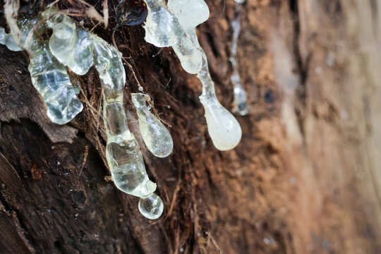 Tree resin close up sticky transparent natural organic texture wood bark forest macro detail outdoor nature plant rough brown clear drop environment wild growth fresh raw sappy ecological daylight