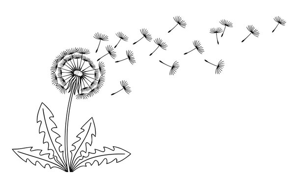 Wild dandelion flower vector with flying seeds isolated botanical wall decal illustration