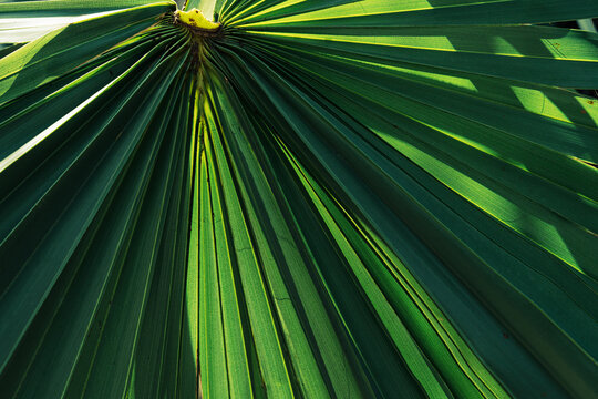 Sunlight through tropical palm leaf creating natural green pattern