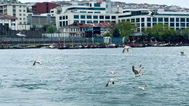 Flying seagulls over Golden Horn bay with historic Tersane shipyard background near Bosphorus in Istanbul, Turkey. Coastal urban landscape, traditional sultan boats pier and marine infrastructure.