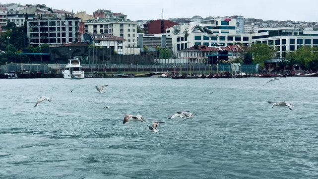 Flying seagulls over Golden Horn bay with historic Tersane shipyard background near Bosphorus in Istanbul, Turkey. Coastal urban landscape, traditional sultan boats pier and marine infrastructure.