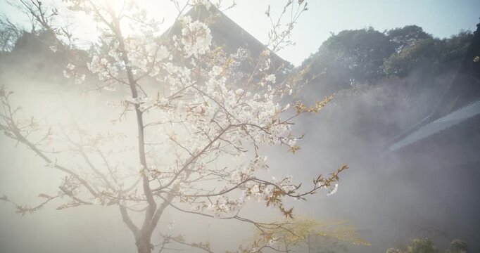 Traveling Through Mist Near Cherry Blossom Tree Before Traditional Roof in Hiroshima, Japan