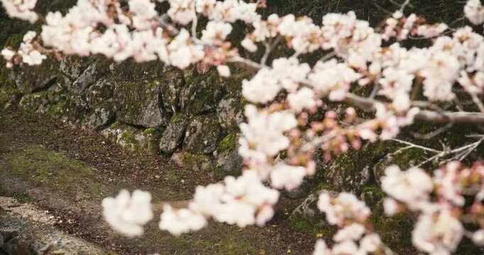 Small Deer Laying Under Spring Cherry Blossom Tree In Hiroshima Japan - Steady Cam Movement