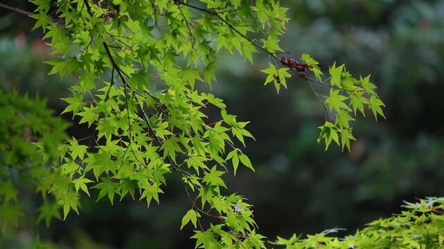 Fresh Green Maple Leaves Swaying in the Gentle Summer Breeze